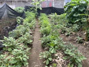 Lire la suite à propos de l’article 2022 – DHARMA CITA – mini ferme biologique